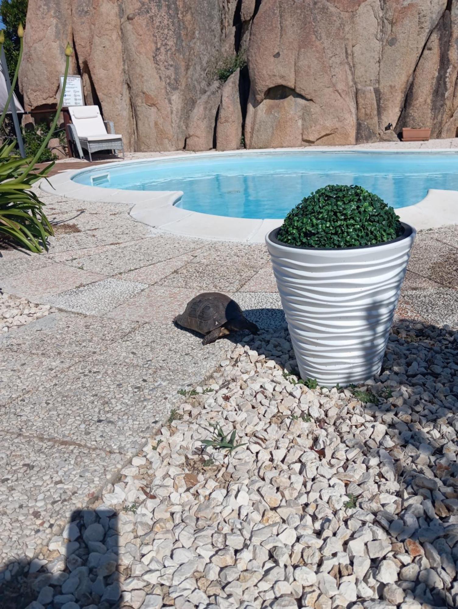 Villa Majore Beb Con Piscina Privata 레나 마조레 외부 사진